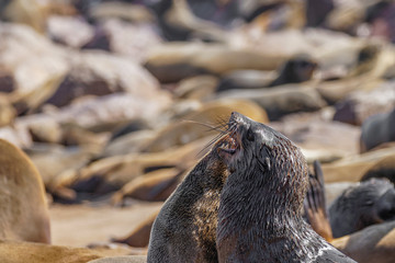 Obraz premium A brown fur seal (Arctocephalus pusillus) showing his teeth, Cape Cross, Namibia.