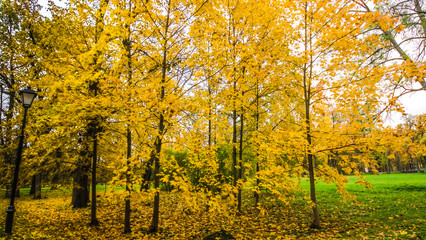 Fallen leaves on road in the forest, autumn landscape, nature trail, river in the park