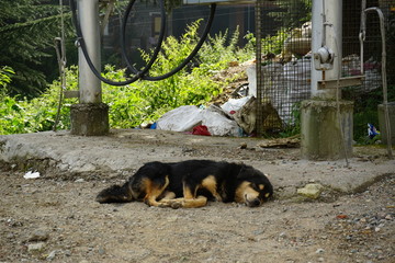 Stray Dog