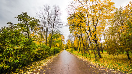 Fallen leaves on road in the forest, autumn landscape, nature trail, river in the park
