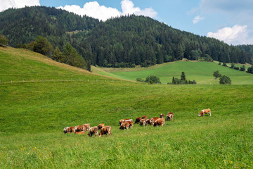 Fototapeta na wymiar Austria. Cows on a green alpine pasture on a summer day, blue sky, mountain landscape.