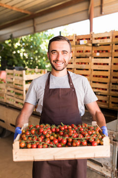 Young handsome man worker farmer harvesting crop of cherry tomatoes in boxes for sale at greenhouse