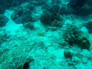 Fototapeta na wymiar Underwater, in Phuket Thailand