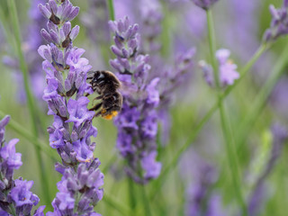 Bee on lavender