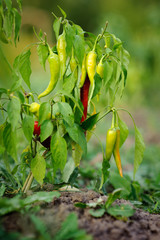 beautiful pepper Bush with ripe fruit on a blurred background in the light of the passing day