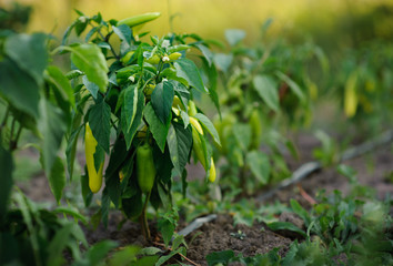 beautiful pepper Bush with ripe fruit on a blurred background in the light of the passing day