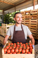 Happy young man farmer carrying tomatoes in wooden boxes in a greenhouse. Tomato harvest.