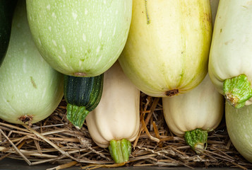 Autumn harvest of large, thick, heavy, zucchini, on a blurred background, stacked in a garden on straw