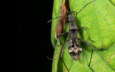 Macro Photo of Insect On Green Leaf with Copy Space