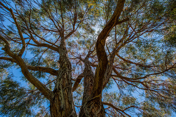 Trees