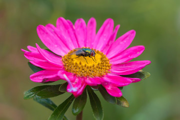 Obraz premium OLYMPUS DIGITAL CAMERA