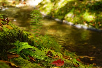 秋の紅葉を迎える阿蘇マゼノ渓谷