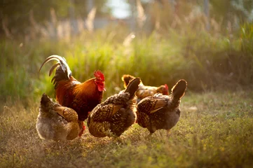 Fototapeten Schöner Hahn und sein Huhn züchten Kuchinskaya-Jubiläum, das in den weichen Strahlen des Sonnenuntergangs faul auf dem Gras im Garten spazieren geht © antonivano