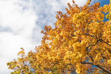 Fototapeta premium Jesienne liście na tle nieba
