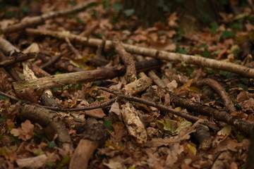 dry branches 