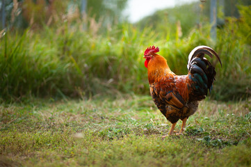 Beautiful cock of rich red color, Kuchinskaya breed-anniversary, on a softly blurred green...