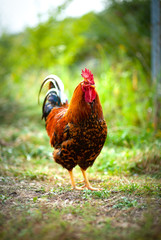 Beautiful cock of rich red color, Kuchinskaya breed-anniversary, on a softly blurred green background in the backlight, lonely walking on the grass in the garden and looking at the camera