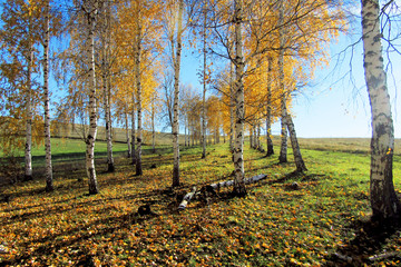 Autumn. Trees with yellow foliage illuminated by the bright sun against the blue sky. Birch Grove.