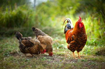 Beautiful cock and his chicken breed Kuchinskaya-anniversary lazily walking on the grass in the garden in the soft rays of sunset