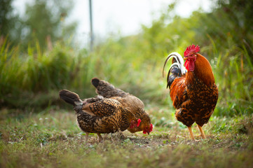 Beautiful cock and his chicken breed Kuchinskaya-anniversary lazily walking on the grass in the garden in the soft rays of sunset
