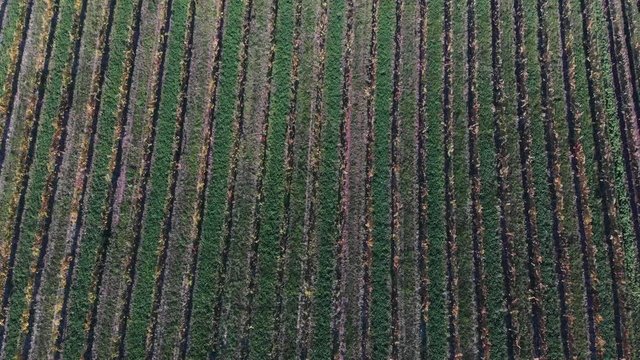 Vineyards in Czech Moravia, aerial drone view.