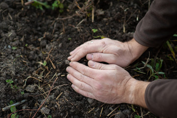 Men's hands planting garlic in the beds. autumn planting of garlic