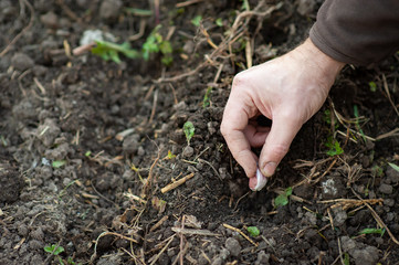 Men's hands planting garlic in the beds. autumn planting of garlic