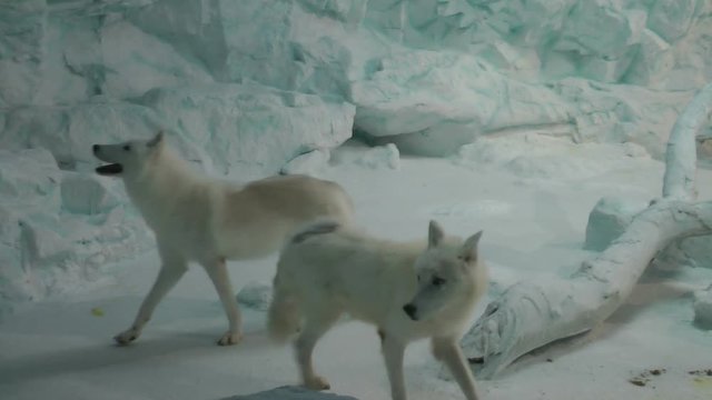 Arctic wolf in zoo