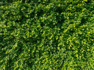 Fototapeta premium Natural green leaf wall, eco friendly background