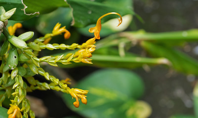 Close up Dancing Ladies Ginger Flowers Isolated on Nature Background
