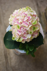 flower in the garden