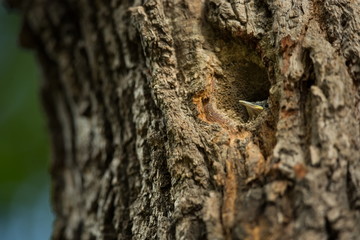 Sitta europaea. He lives throughout Europe. Wild nature. Spring. Photographed in the wild.