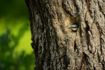 Sitta europaea. He lives throughout Europe. Wild nature. Spring. Photographed in the wild.