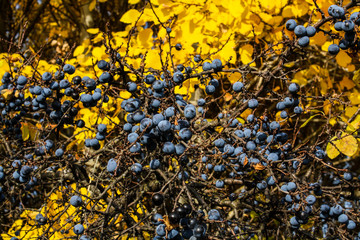 Branches of dark blue berries on the background of the autumn forest close-up.