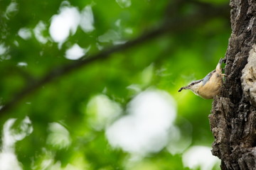 Sitta europaea. He lives throughout Europe. Wild nature. Spring. Photographed in the wild.