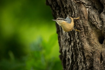Sitta europaea. He lives throughout Europe. Wild nature. Spring. Photographed in the wild.