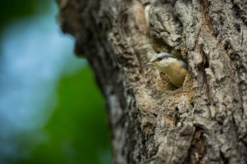 Sitta europaea. He lives throughout Europe. Wild nature. Spring. Photographed in the wild.