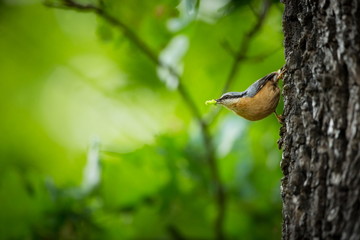 Sitta europaea. He lives throughout Europe. Wild nature. Spring. Photographed in the wild.
