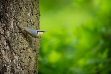 Sitta europaea. He lives throughout Europe. Wild nature. Spring. Photographed in the wild.