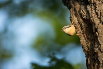Sitta europaea. He lives throughout Europe. Wild nature. Spring. Photographed in the wild.