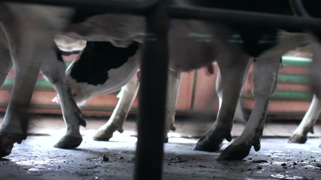 Cows enter in barn