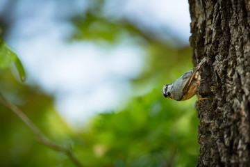 Sitta europaea. He lives throughout Europe. Wild nature. Spring. Photographed in the wild.