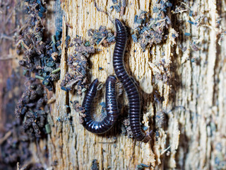 Zwei Tausendfüßer die es sich unter einer Baumrinde gemütlich gemacht hatten