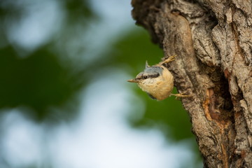 Sitta europaea. He lives throughout Europe. Wild nature. Spring. Photographed in the wild.