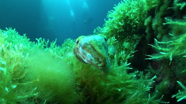 Cuttlefish being curious (Sepia officinalis)