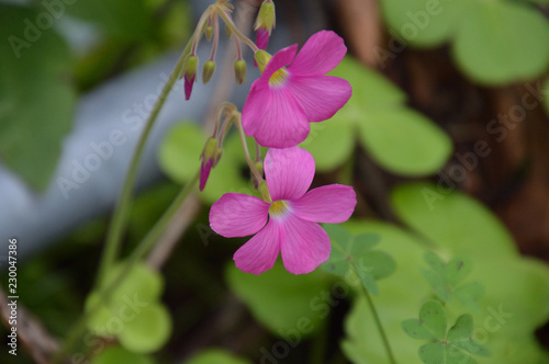 すべての美しい花の画像 ユニークピンク 小さい 花 すべての美しい花の画像 ユニークピンク 小さい 花