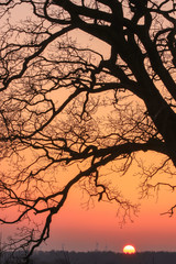 bare branches of an old oak tree at dawn in winter, condolence card