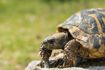 Balkan turtle. Testudo hermanni.