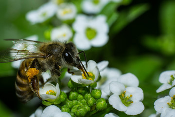 Macro of a bee collecting nectar from alyssum flowera.