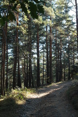 Sentier forestier